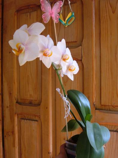 phale alb cu galben-orange - orhidee