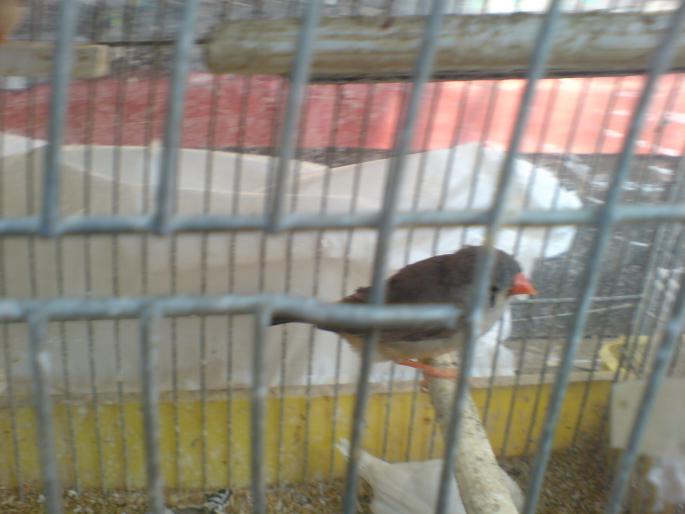 DSC00489 - Piata de pasari si animale Timisoara 2009