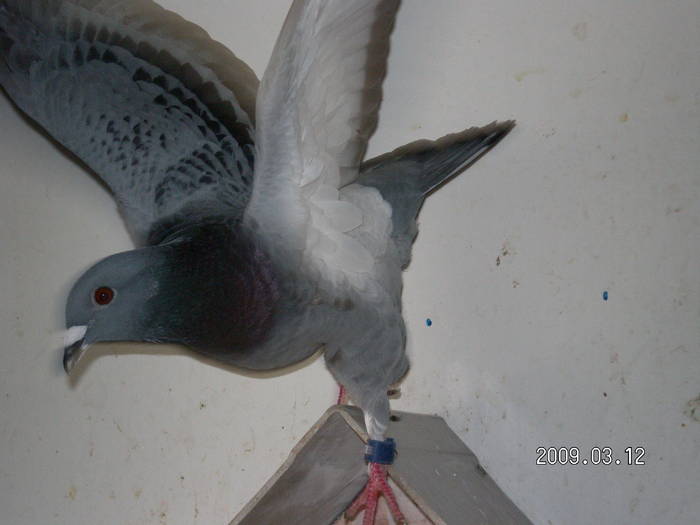 61 - porumbei Mihai si Gigi