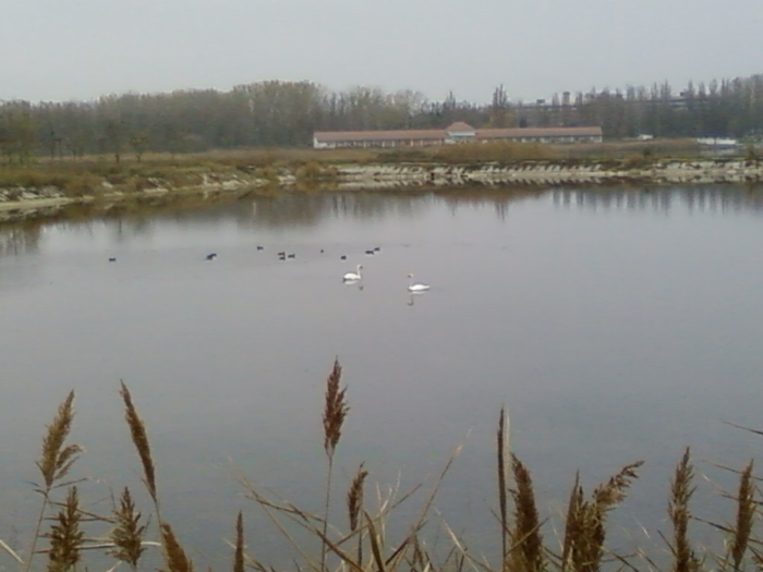 lebede pe lacul Amara