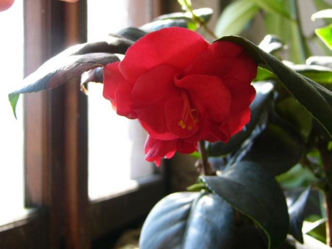 camelia japonica