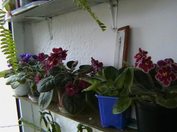 IMGA0629 - violete 2009