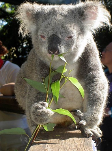 urs koala