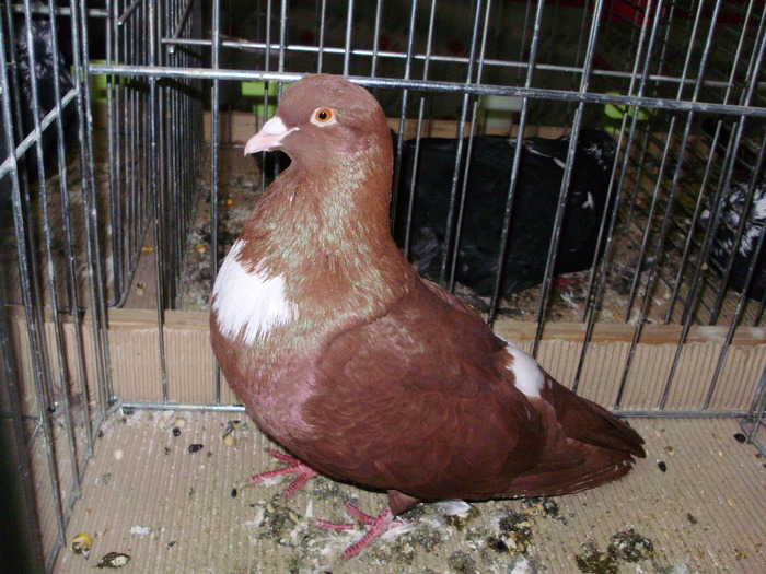 5234 c 1