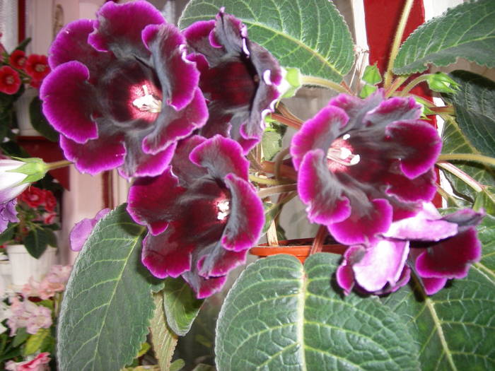 Gloxinia mov inchis - Flori - 2009