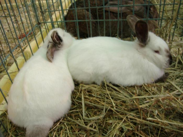 DISZNOVAGAS KEPEK 134