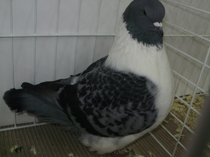  - EXPO NATIONALA LUGOJ DECEMBRIE 2009