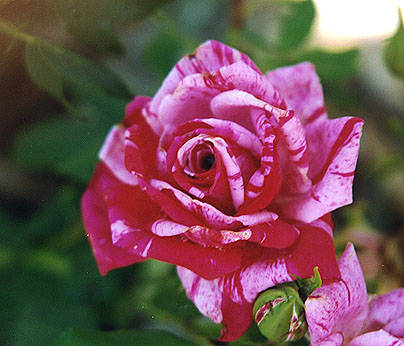 rose037