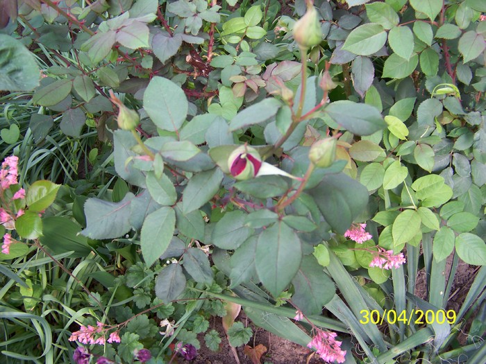 100_1269 - Primavara in curte  Timisoara