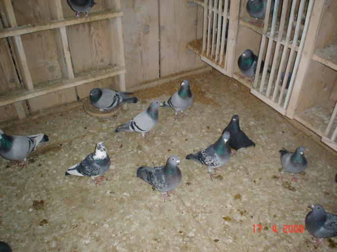 DSC01869 - Campionii mei