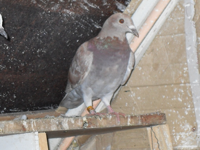 SDC11059 - porumbei voiajori