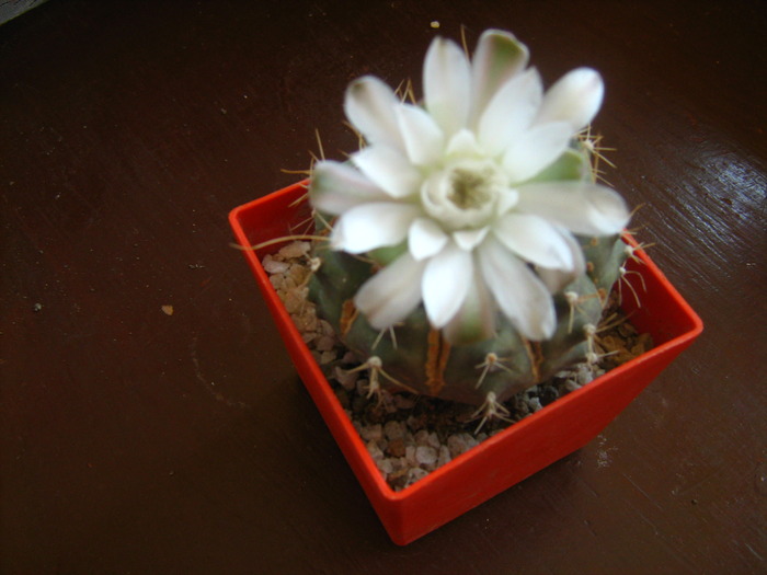 Picture 016GYMNOCALYCIUM (ARGENTINA) - cactusii mei