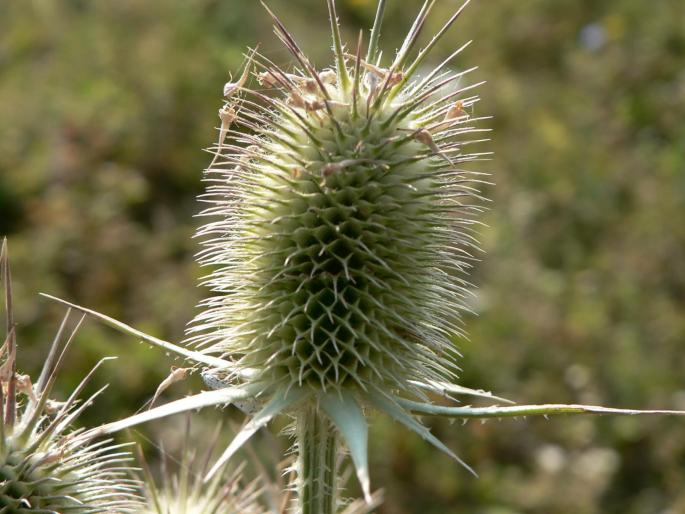 P100078