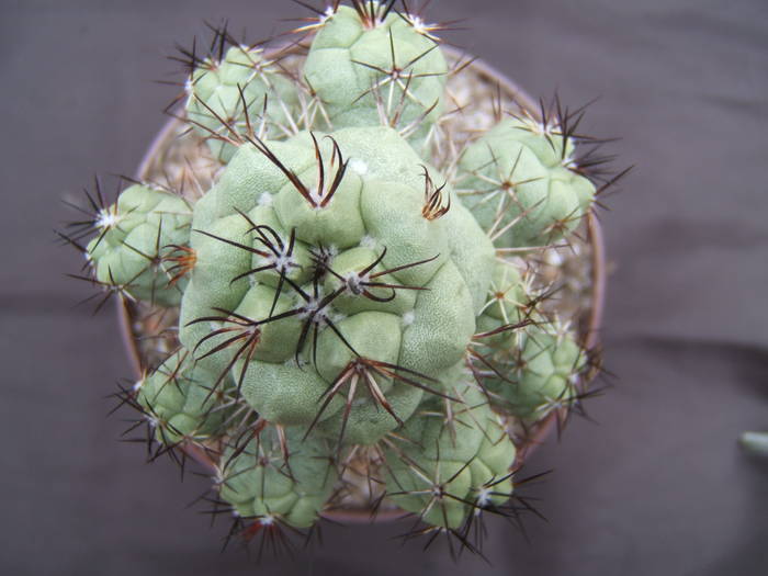 Ortegocactus macdougallii