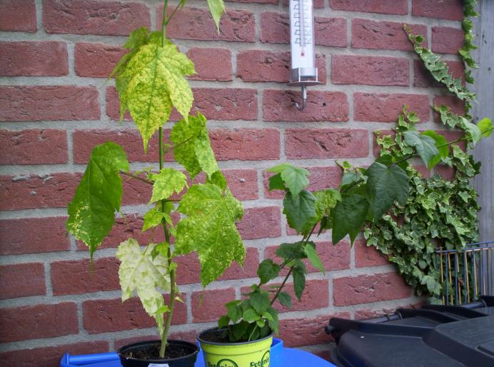 Abutilon (Myrela) 15 sept 2008 - abutilon