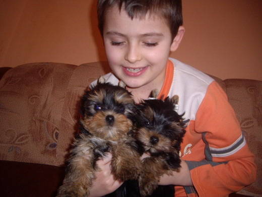 yorkshire; suntem 2 masculi de 10 sapt
