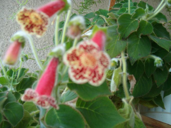 Kohleria