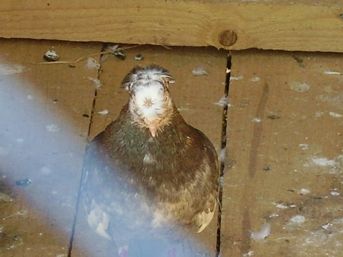 43 - B  Porumbei Amestecati