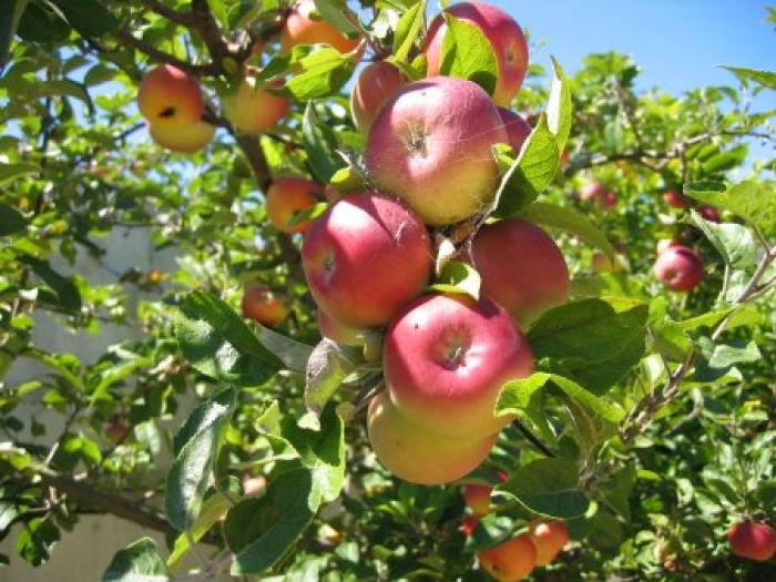 apples2 - FRUCTELE MELE PREFERATE