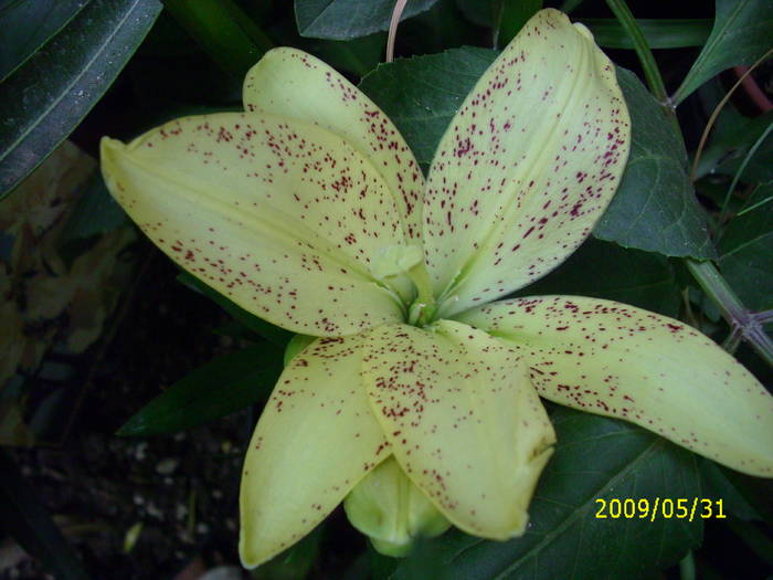 crin asiatic; crescut in ghiveci
