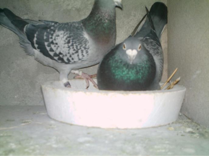 IMAG0012 - porumbei matca 2008