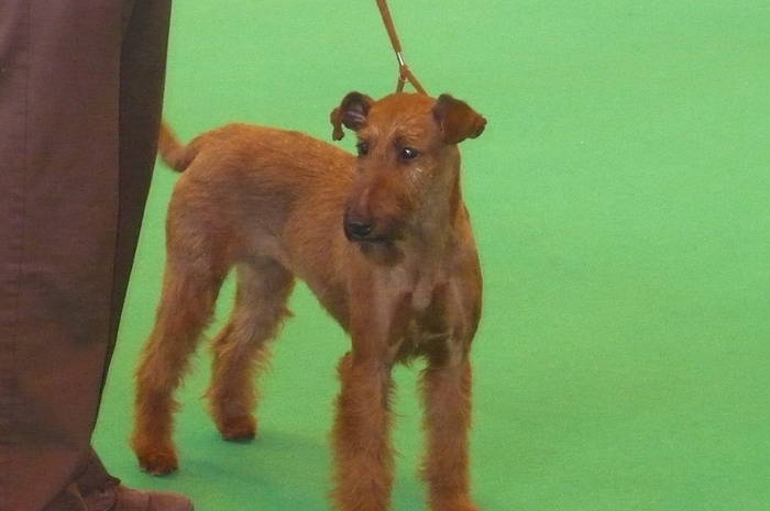 P1050517 - crufts 2009 smooth fox  and wire