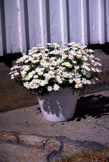 FLOWERPO - flori