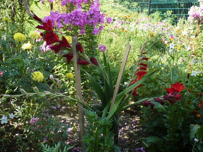 Gladiole