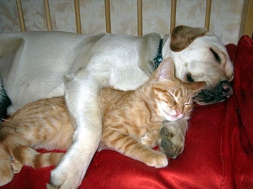 cat-and-dog-sleep - pisici
