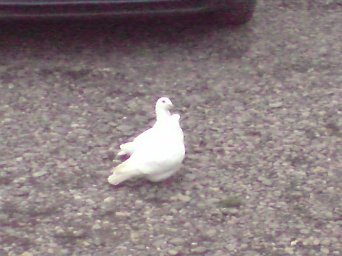 P281109_11.03[01] - porumbeii