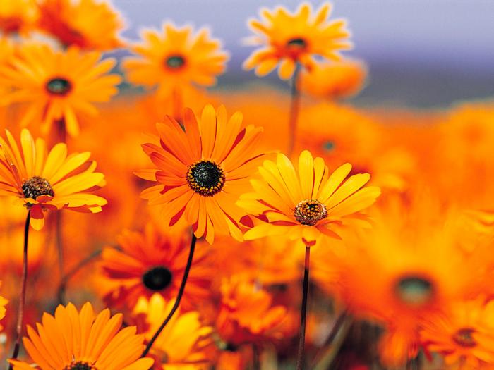 Garden - Wonderful pictures from the world
