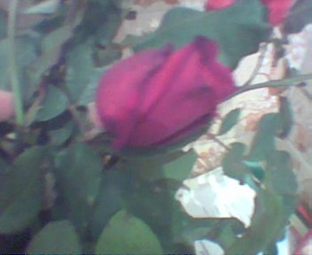 Imag005