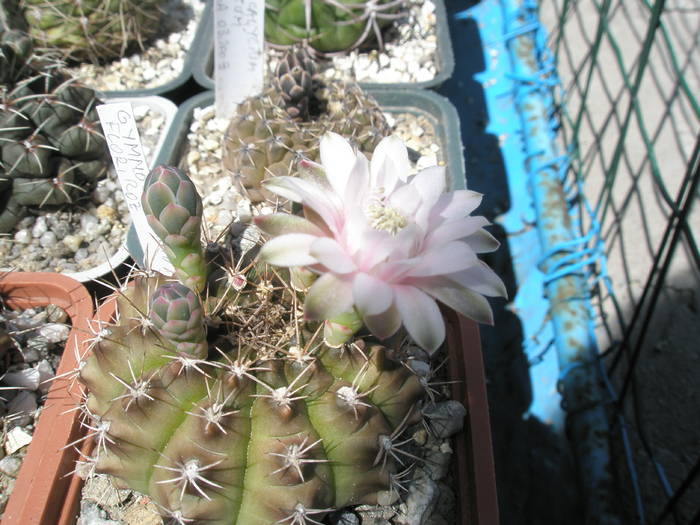 Gymnocalycium flori roze - 15.06