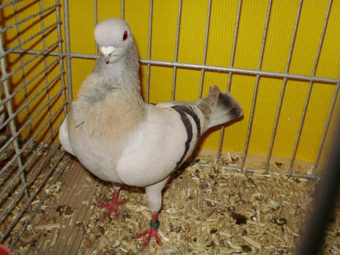 13645 itowl mehllicht 1