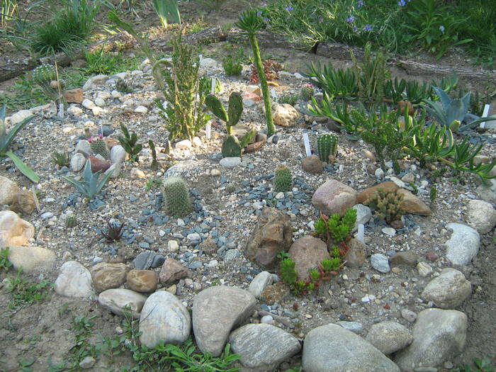 IMG_8214 - Cactusi la mosie 17 iunie 2009