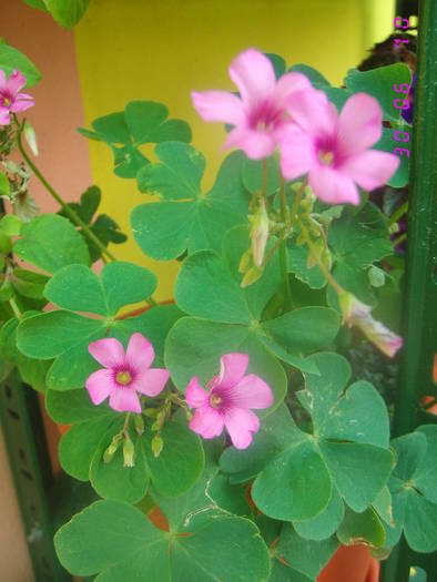 oxalis