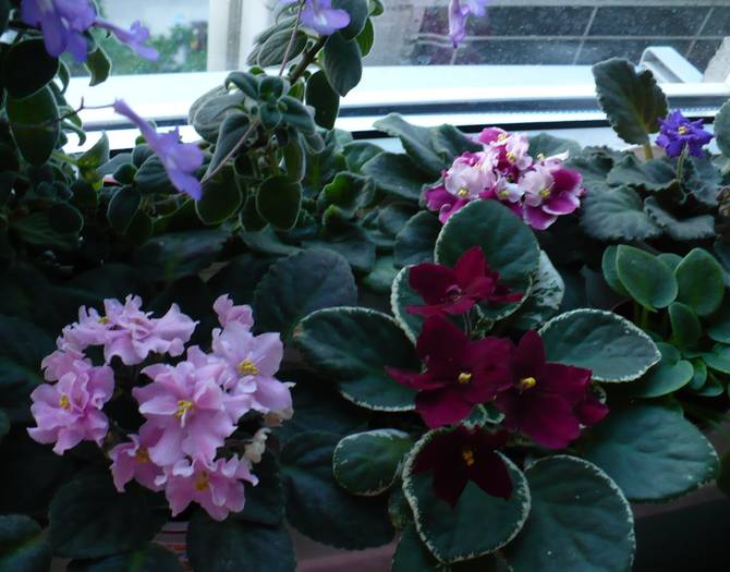 P1120839 - Saintpaulia - violete de camera