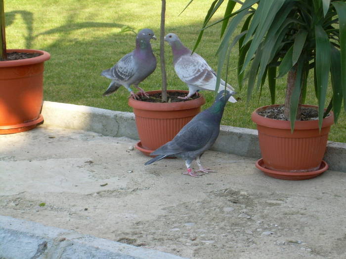 15.03.2009 007; porumbei 2008
