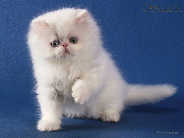 D_274 - Desktop Pisici