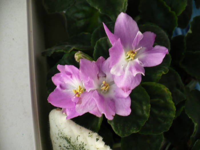 P1140647 - Saintpaulia - violete de camera