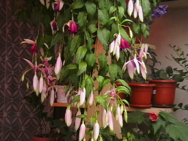 fuchsie curgatoare