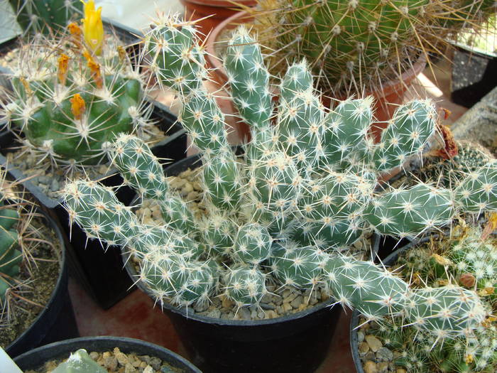 Grusonia bulbispina - Opuntia-Tephrocactus