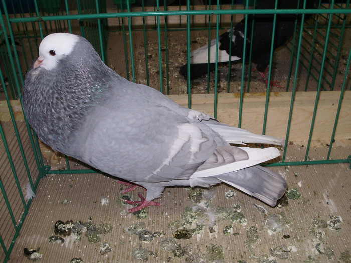 8952 s 0 - 1507 partea 3b