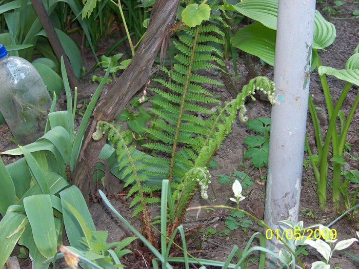 100_1375 - Primavara in curte  Timisoara