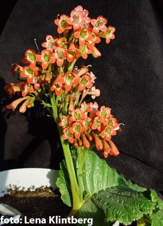 Streptocarpus-dunnii - Streptocarpus