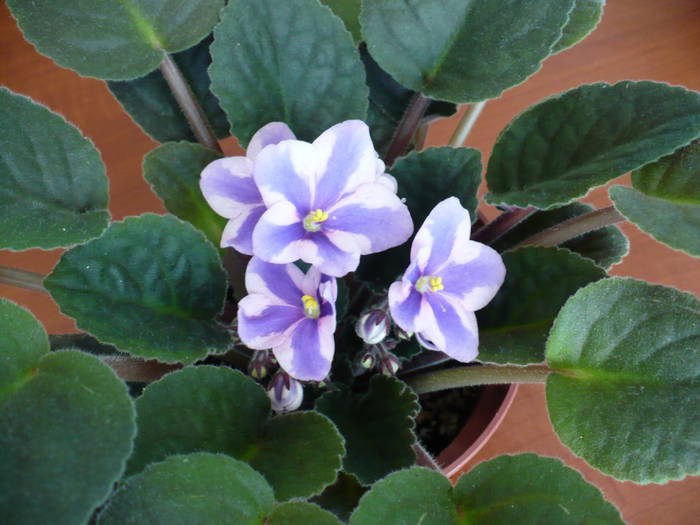 P1140272 - Saintpaulia - violete de camera