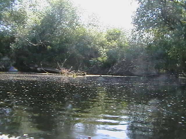 IMGA0868 - In Delta Dunarii- Mila 23-iunie 2009