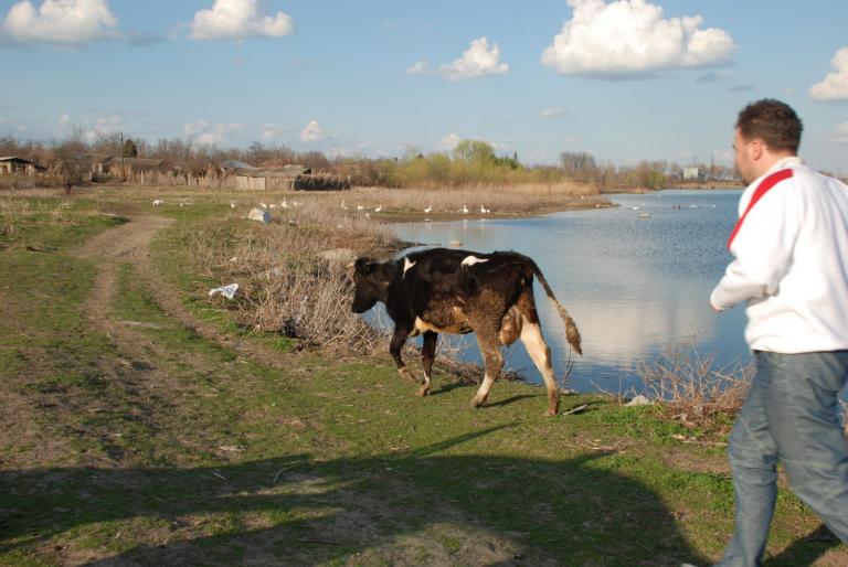 Afbeelding 111 - VERISOARA MEA FAVORITA