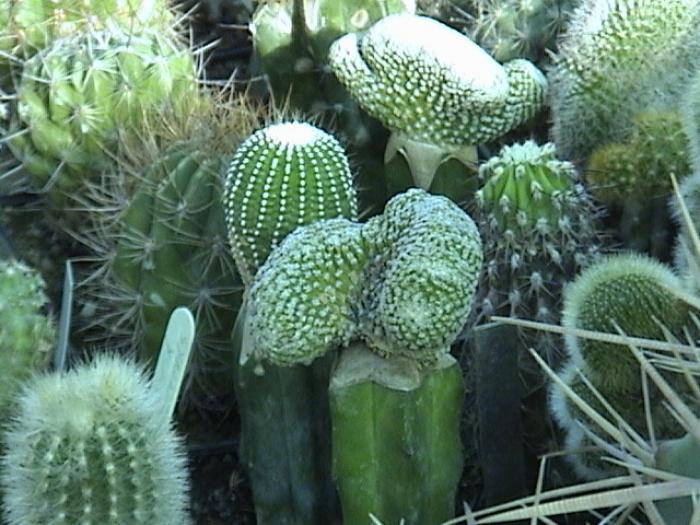 Rajko (14) - Cactusi