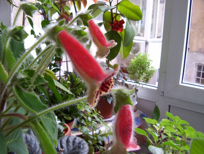 Bibbi - KOHLERIA